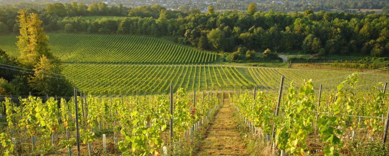 Denbies Vineyard Hotel Dorking Esterno foto